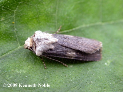 shuttle-shaped dart (Agrotis puta) female, Kenneth Noble